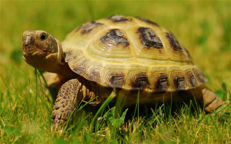 Mơ thấy con baba điềm báo điều gì và những con số may mắn