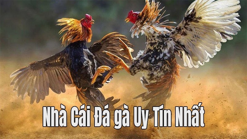 789Bet – Xem trang cá cược đá gà trực tuyến ở đâu uy tín?